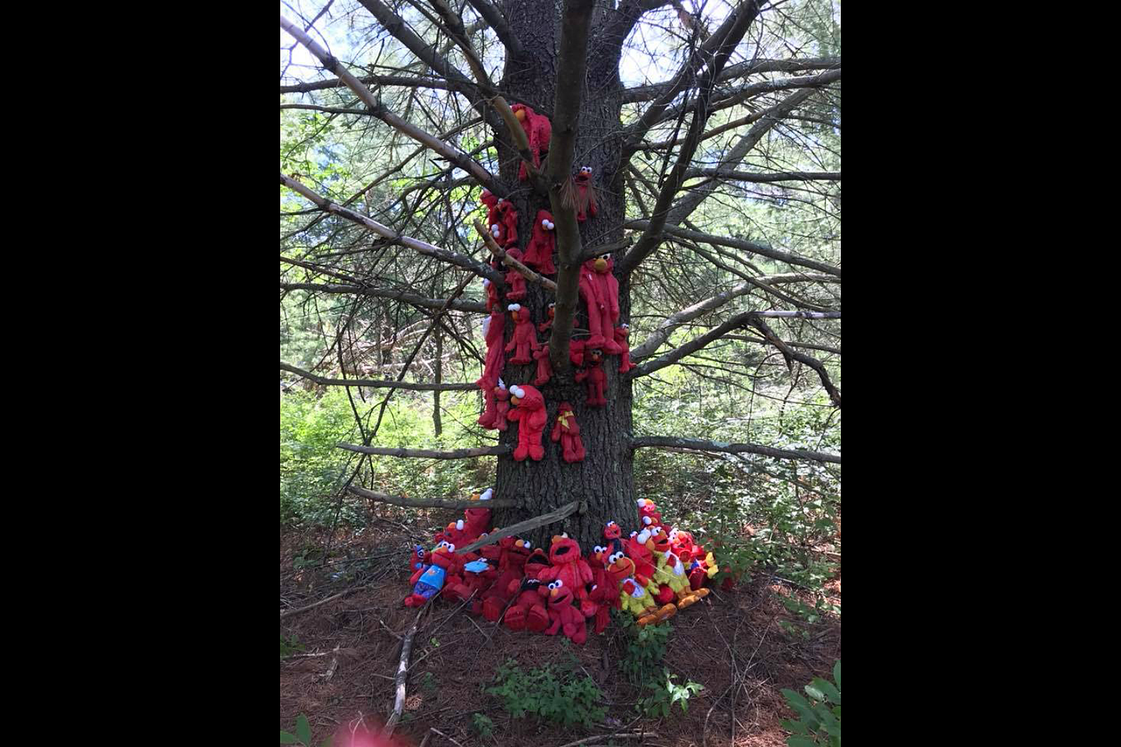 A woodland tree draped with a variety of Elmo dolls