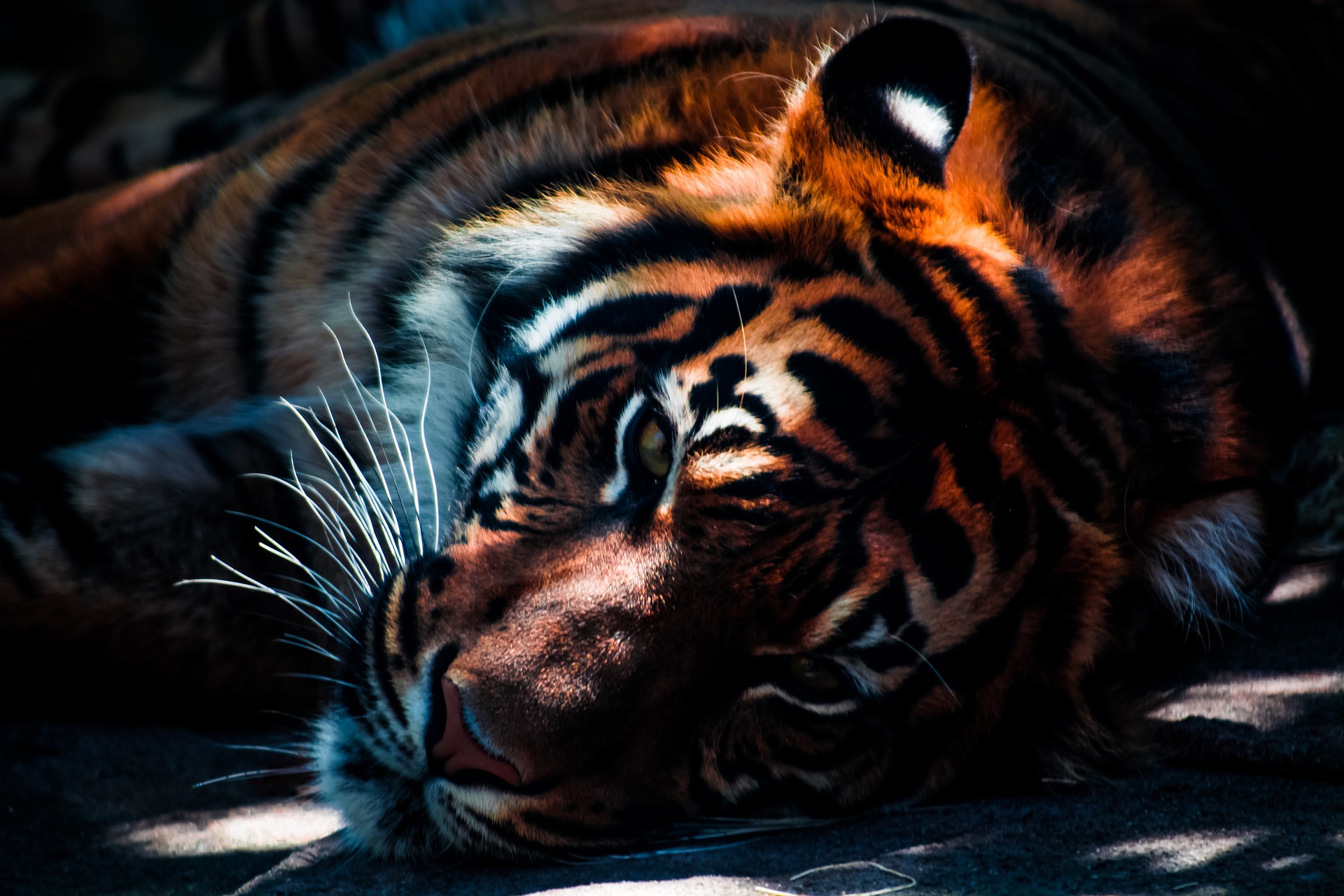 Photo of a tiger laying down
